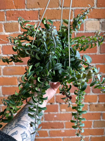 6" Curly Lipstick Plant Hanging Basket | Aeschynanthus