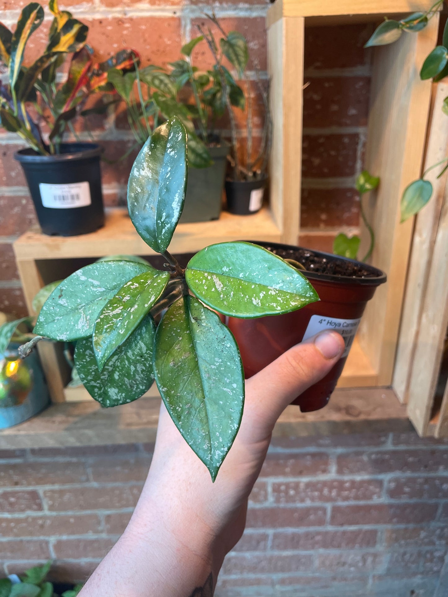 4" Hoya Carnosa Splash