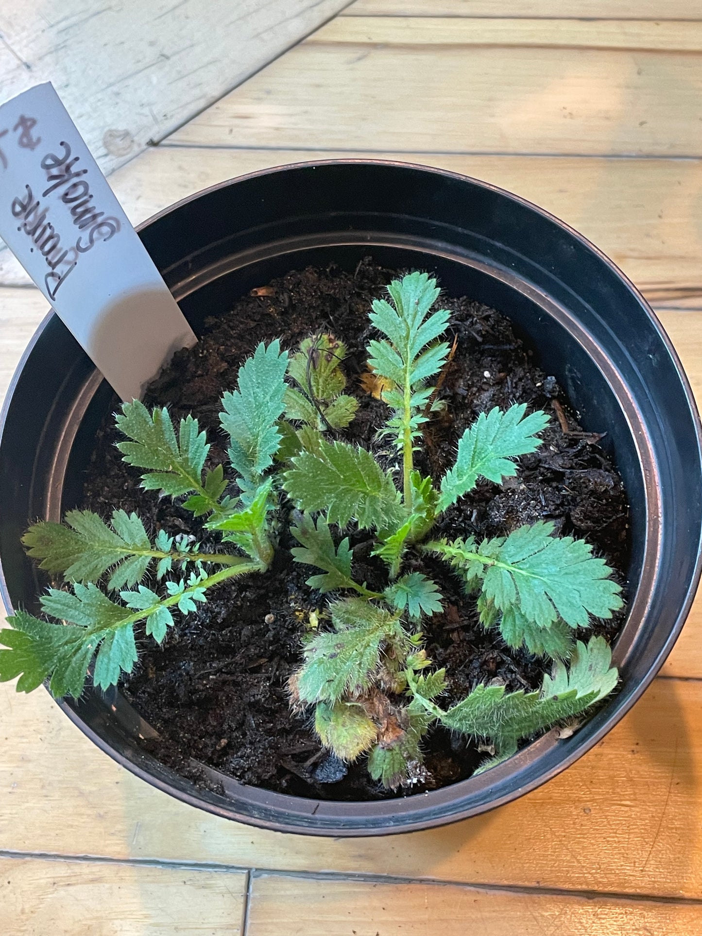 6.5" Prairie Smoke | Geum Triflorum