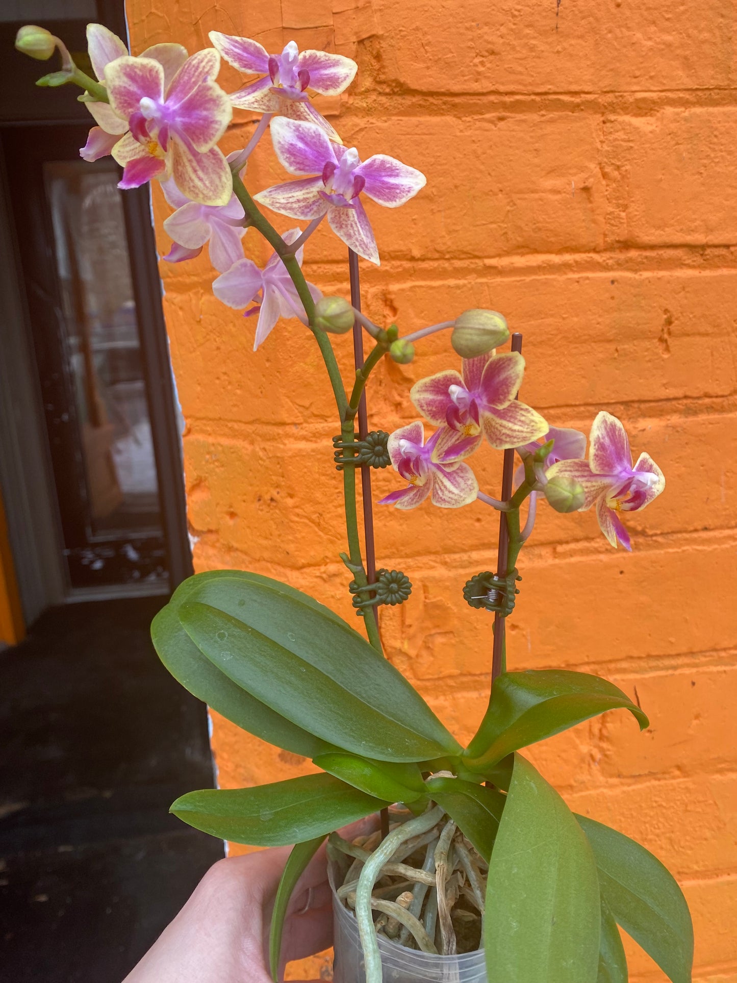 3” Mini Phalaenopsis Orchid Sogo Gotris