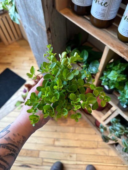 3.5" Peperomia Rotundifolia