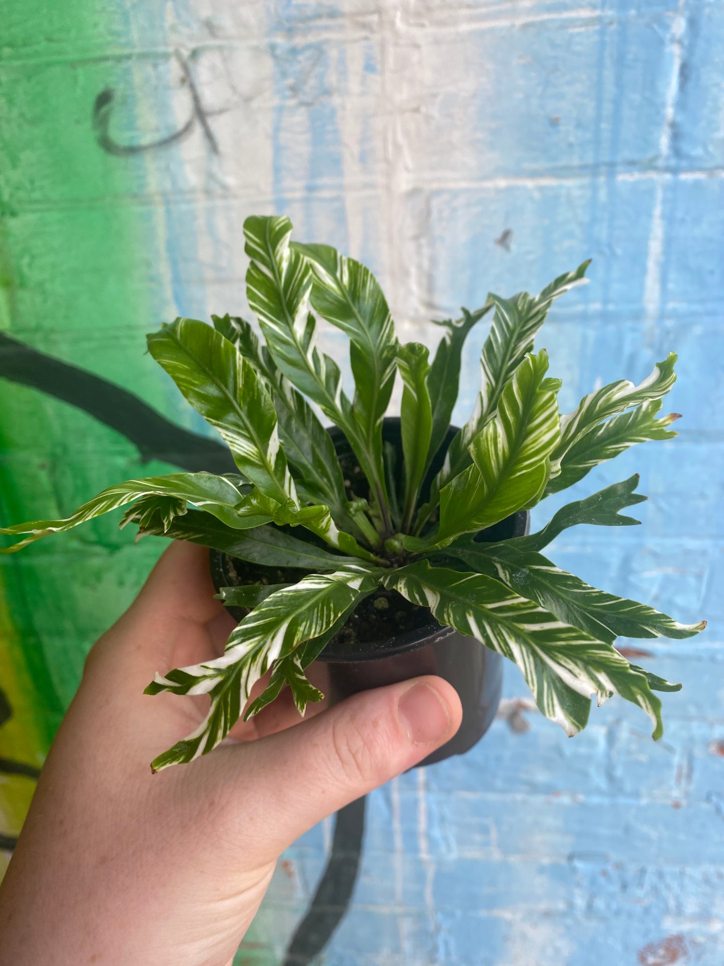 3.5 Variegated Asplenium nidus | Bird's Nest Fern