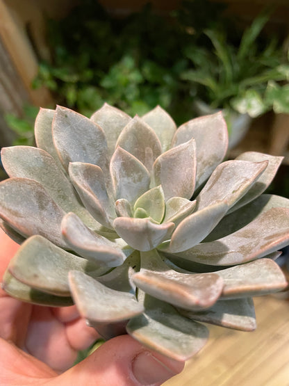 2.5" Echeveria Silver Queen