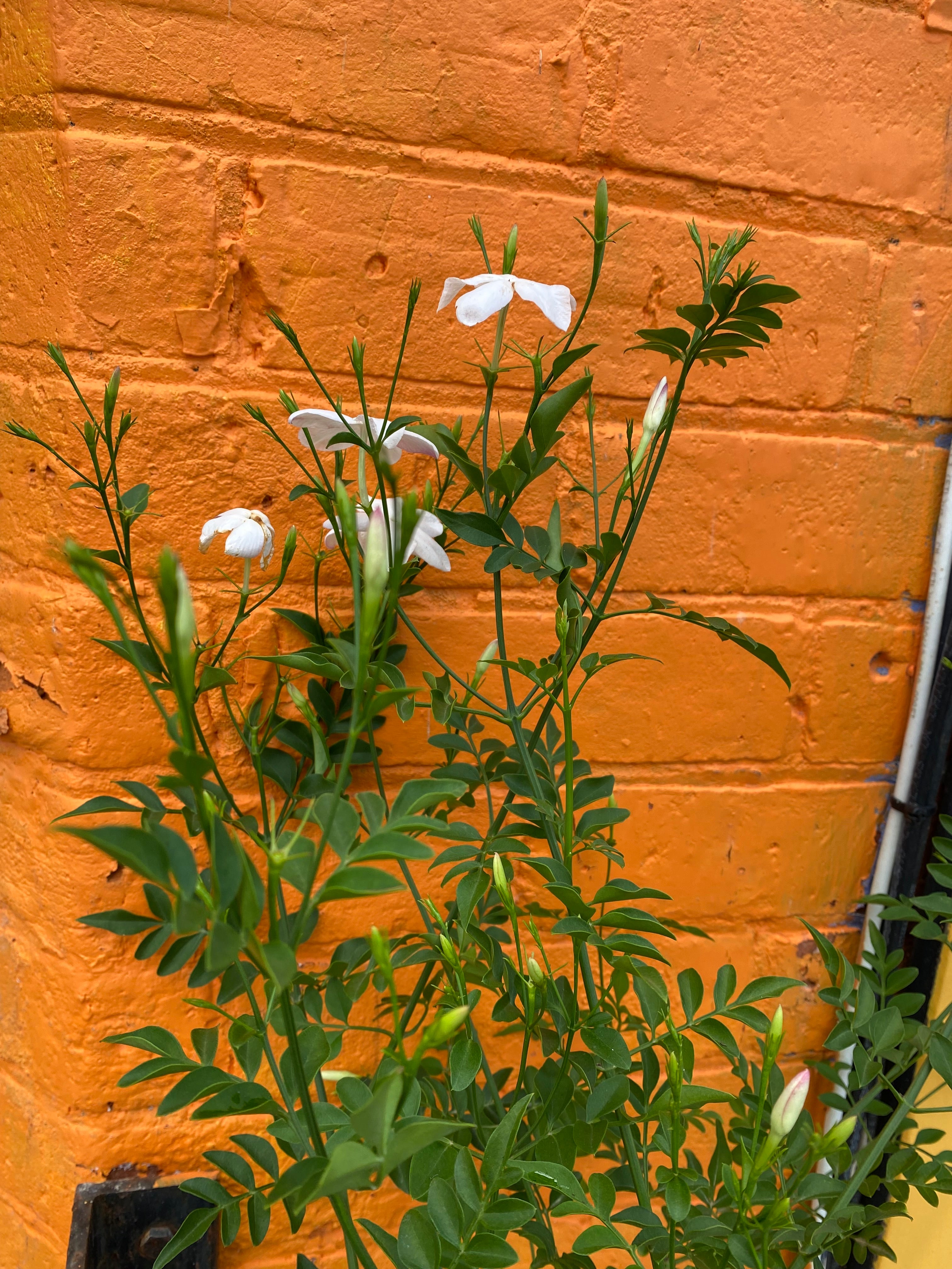 6'' Upright Jasmine – Plant Goals