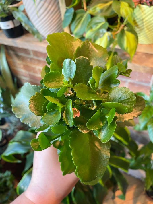 4" Kalanchoe Blossfeldiana