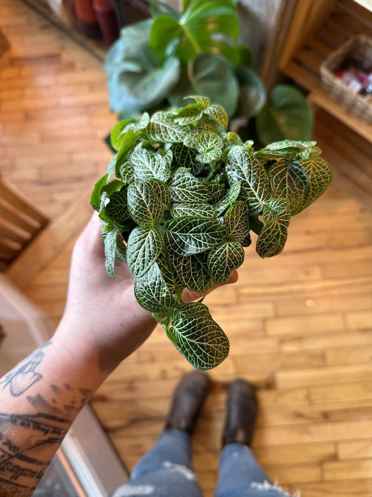 3.5" Fittonia White