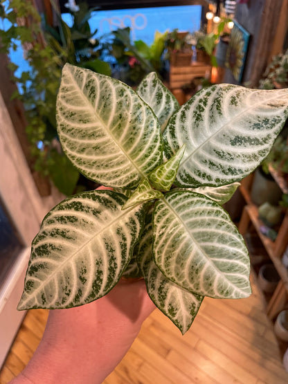 4" Aphelandra Snowflake | Zebra Plant