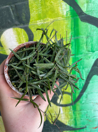 3.5" String Of Needles Ceropegia Linearis