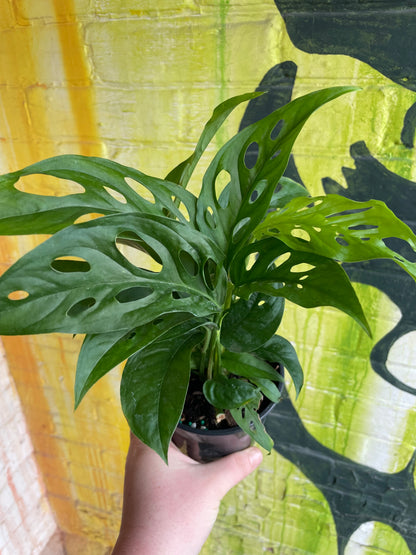 5" Monstera Adansonii Narrow Form