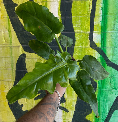 4" Philodendron Bob Cee