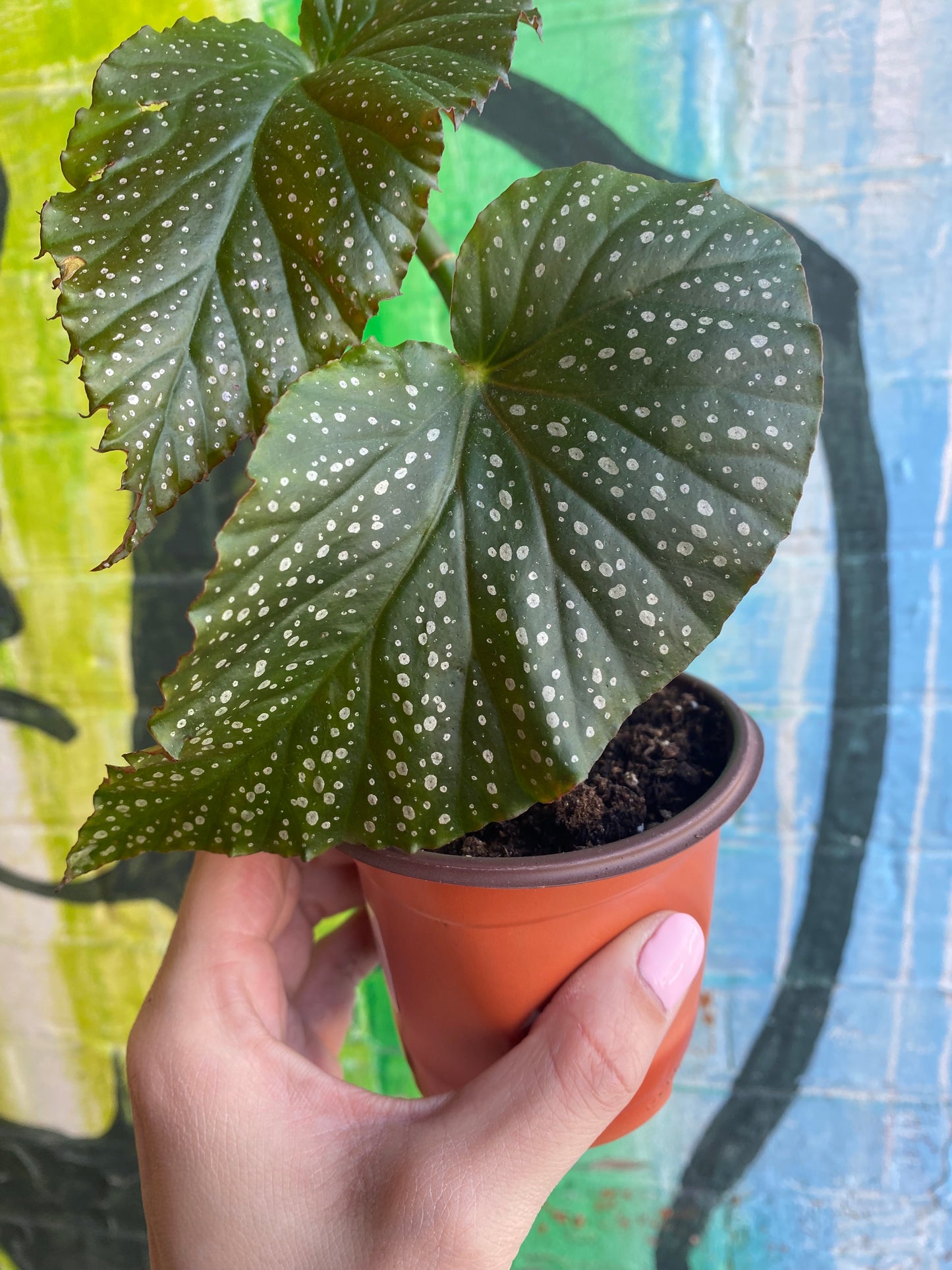 3.5" Begonia leucerna Large