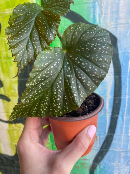 3.5" Begonia leucerna Large