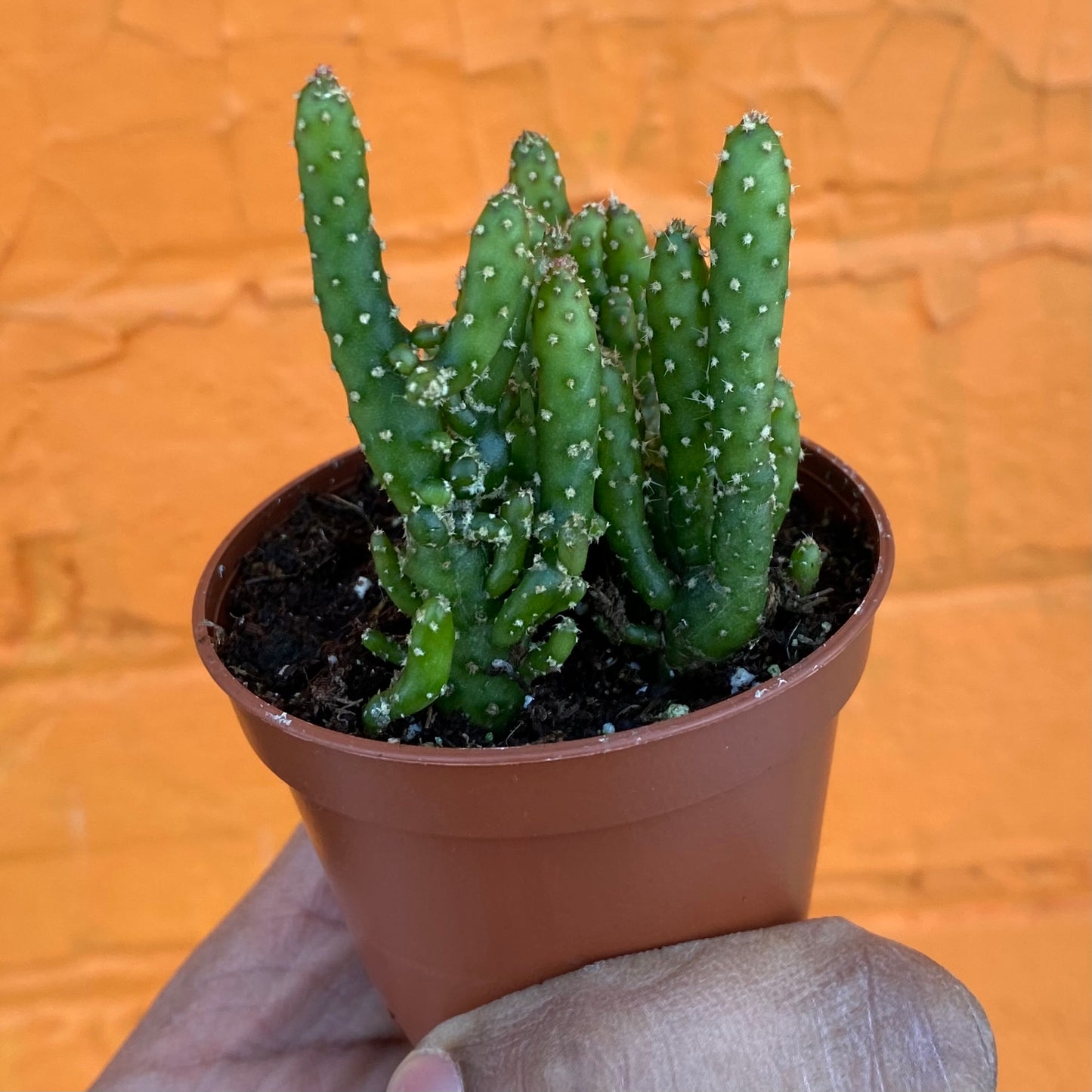 2.5" Opuntia Tuna Monstruosa