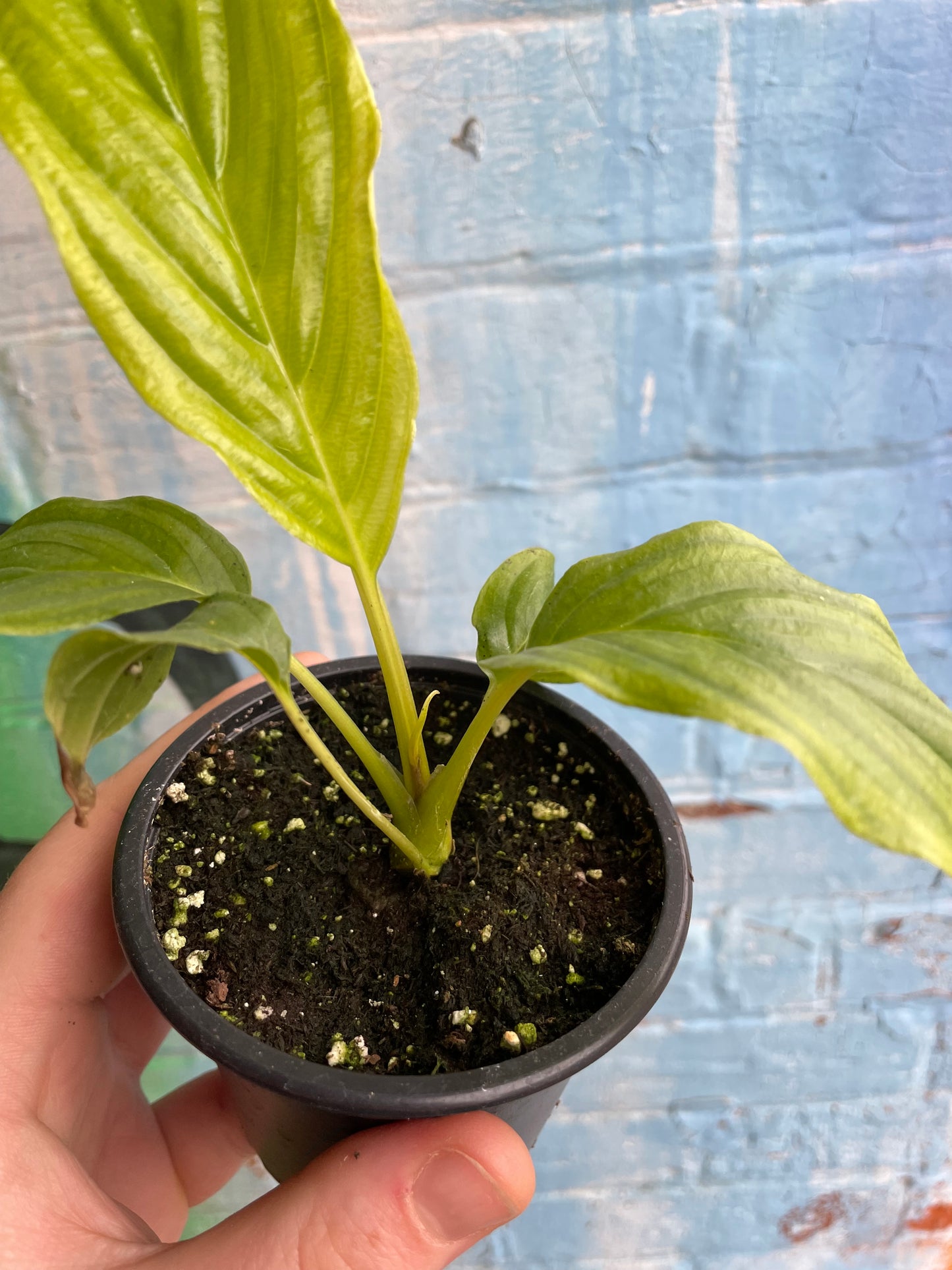 3.5" Tacca Integrifolia White Bat Flower