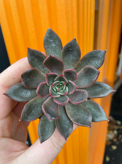 2.5" Echeveria Agavoides