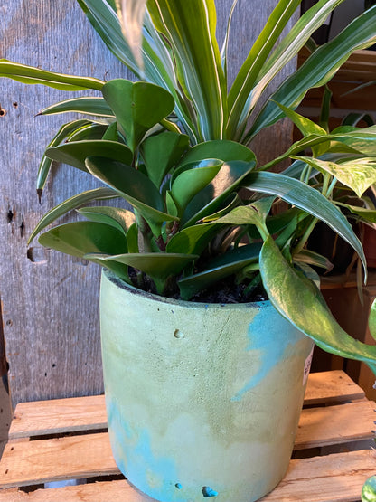 Grab n Go Planter 6” Yellow/Green
