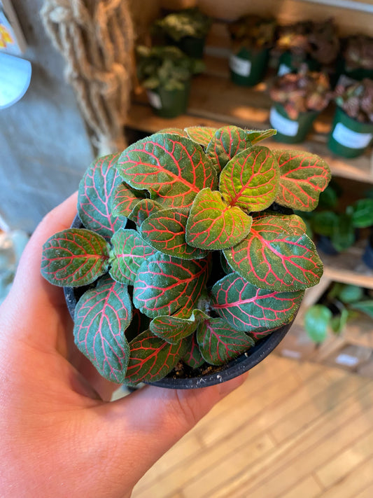 3.5" Fittonia Red Joly Josan