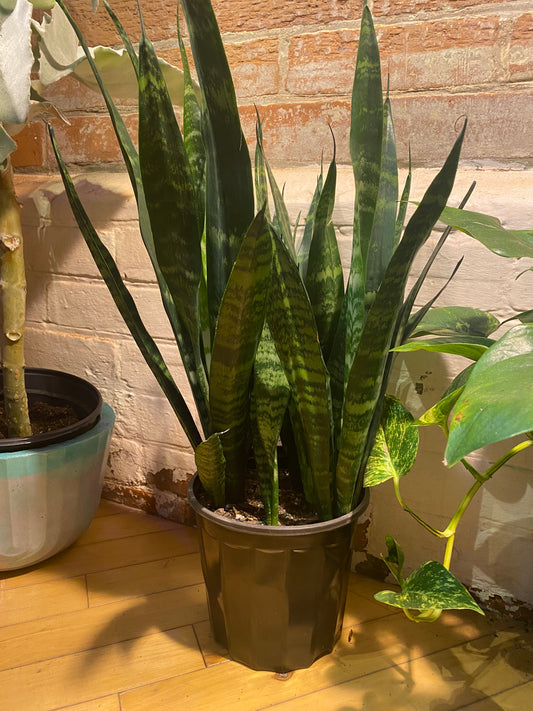 8" Sansevieria Zeylanica