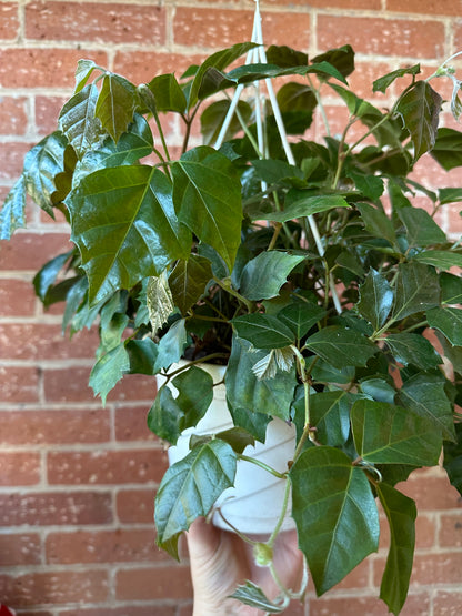 8" Grape Ivy Hanging Basket