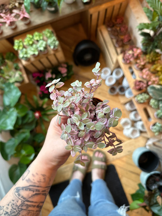 3" Callisia Repens Pink Lady