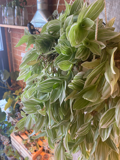 8" Callisia Fragrans Variegata