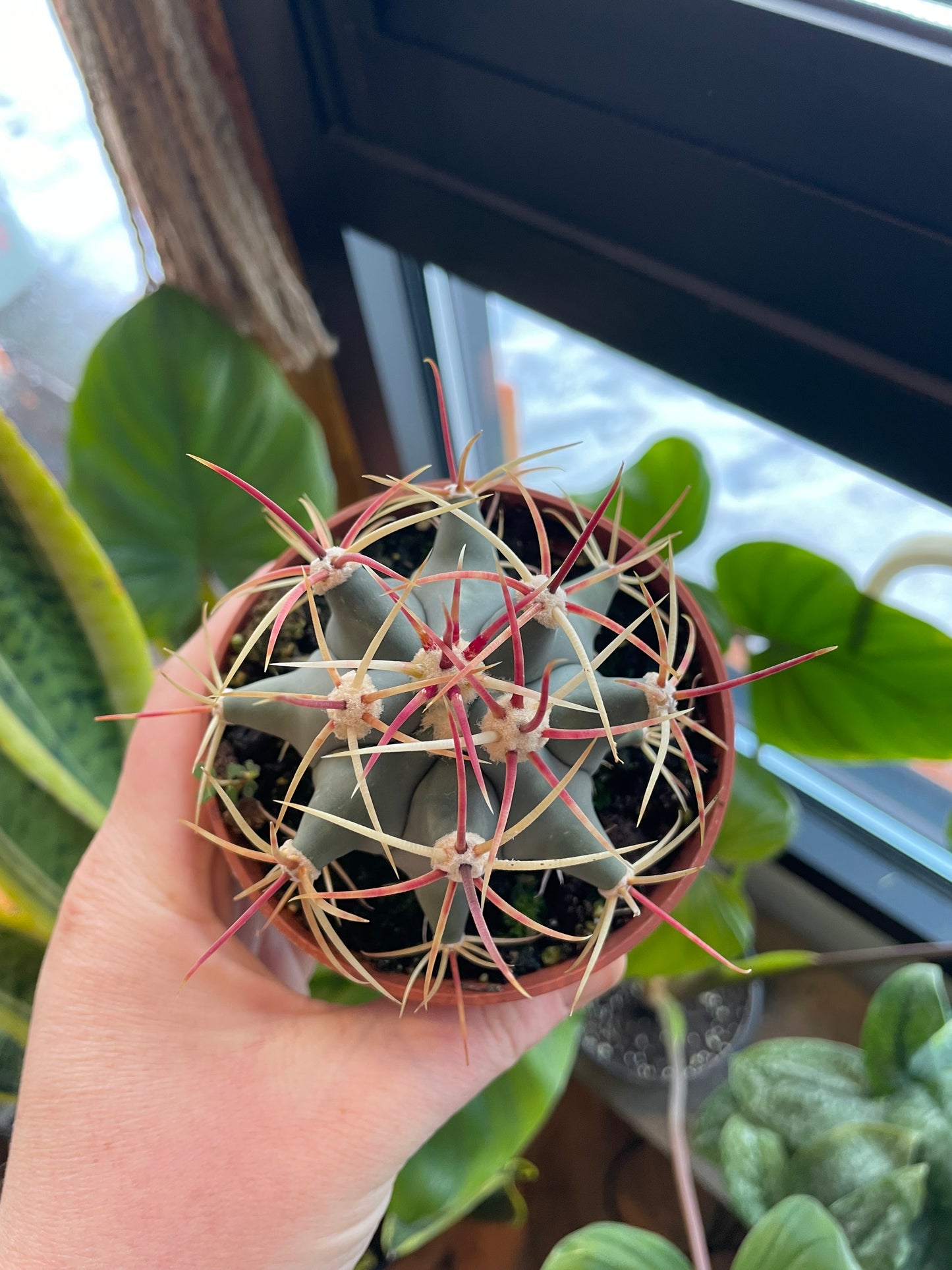 4” Ferocactus Emoryi