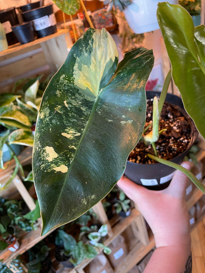 6"  Variegated Philodendron Burle Marx