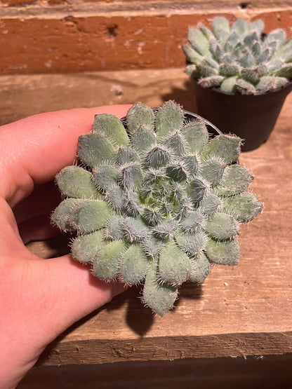 2.5" Echeveria Setosa