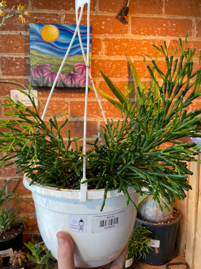 8” Rhipsalis Hatiora Salicorniodes Hanging Basket