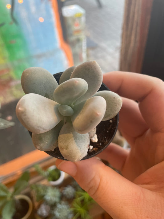 2.5” Pachyphytum Oviferum