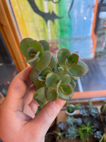 2.5" Kalanchoe Marnieriana