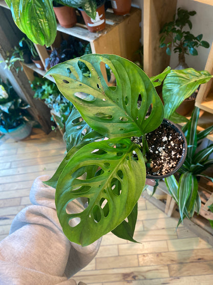 4” Monstera Adansonii