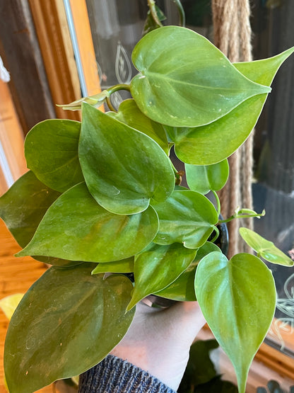 3.5" Philodendron Cordatum