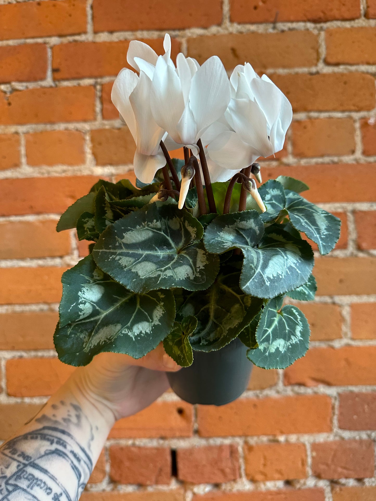 4" Cyclamen Persicum | white