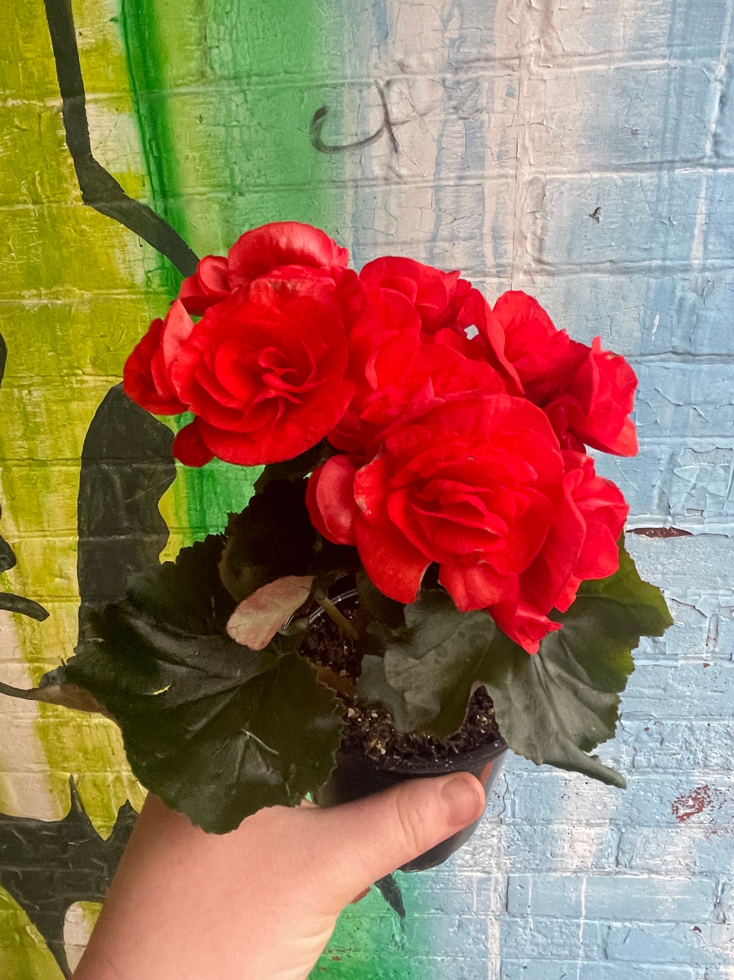 4" Begonia Rieger |  Red