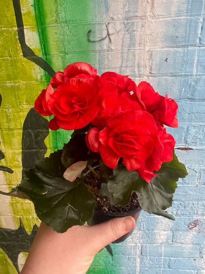 4" Begonia Rieger |  Red