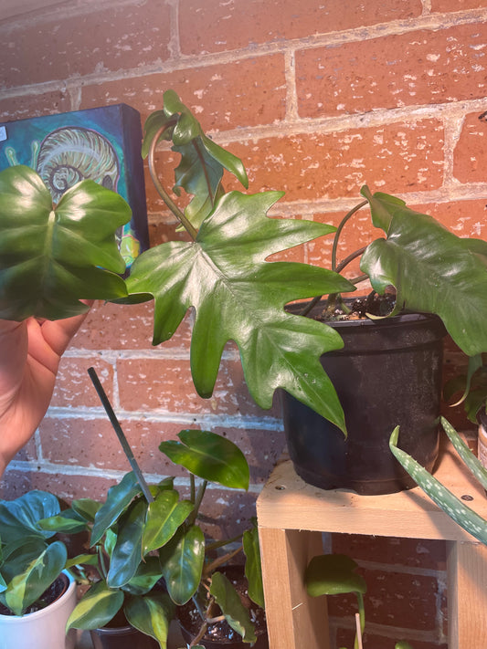 6" Philodendron Tahiti