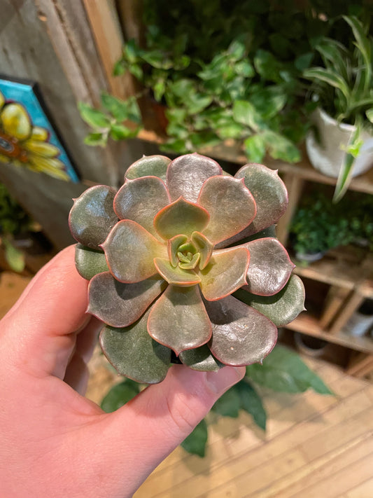 2.5" Echeveria Agavoides Mont