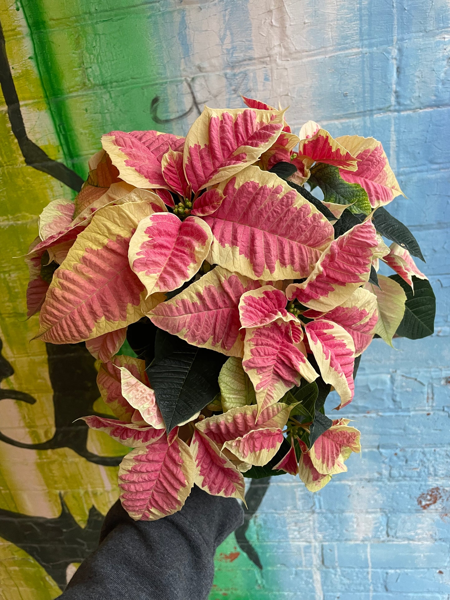 4” Poinsettia Enduring Marble