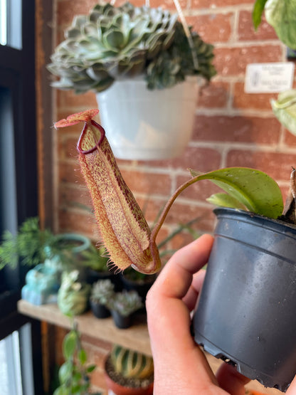 3.25" Nepenthes | Pitcher Plant