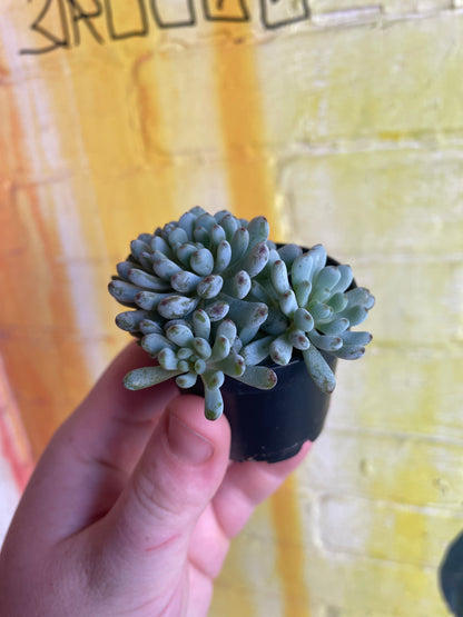 2.5” Graptopetalum Pachyphyllum