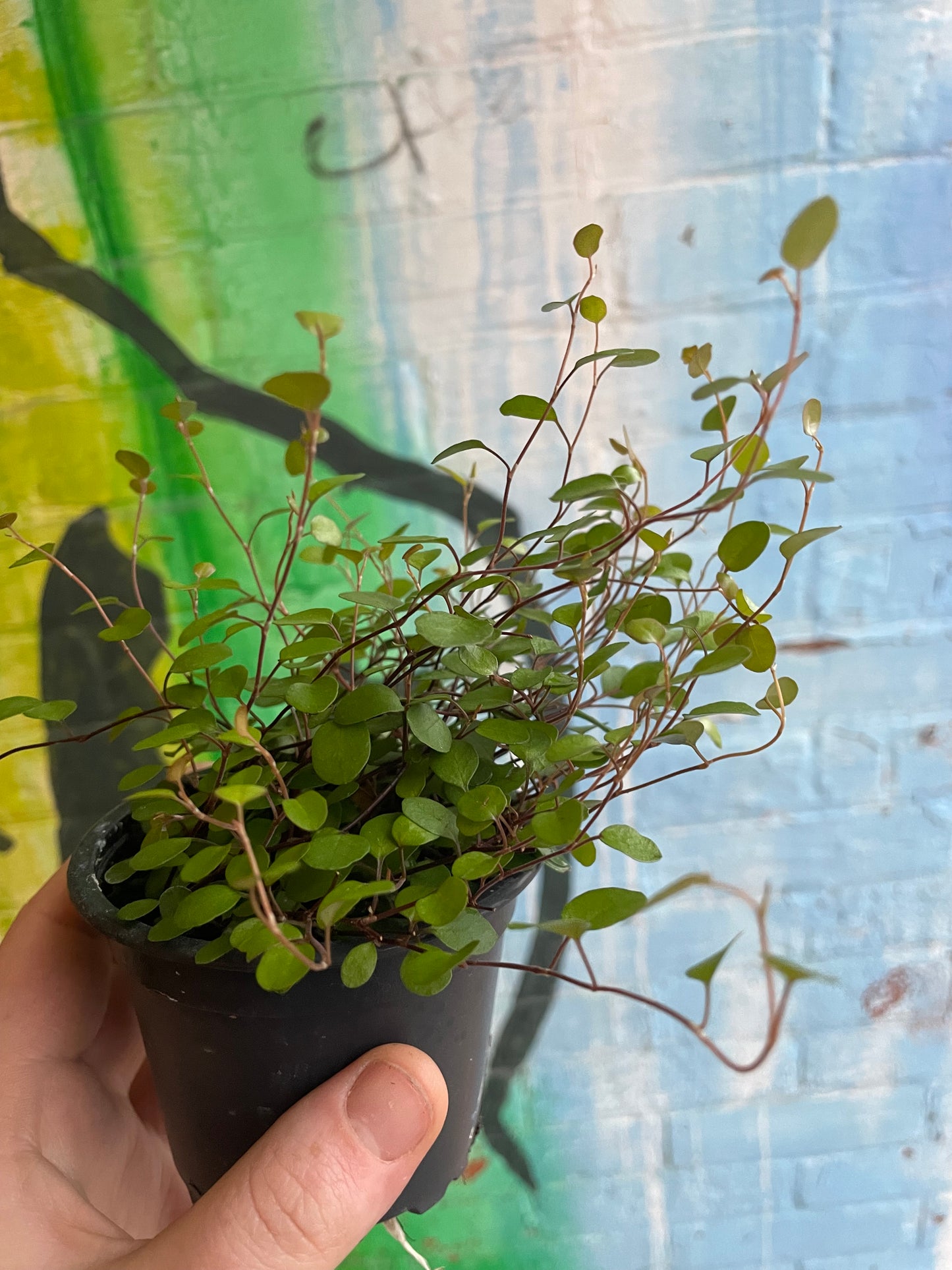 3.5" Wire Vine | Muehlenbeckia Axillaris