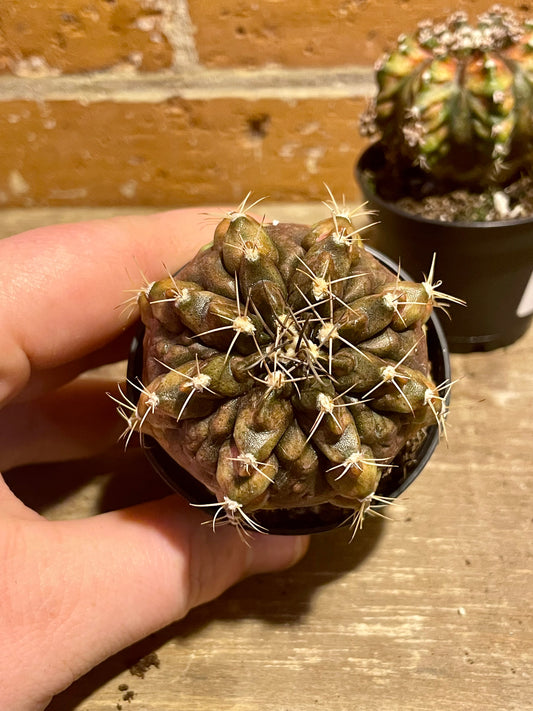 2.5" Gymnocalycium Friedrichii Moon Cactus