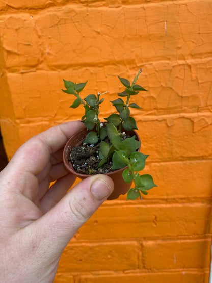 2.5" Dischidia ruscifolia