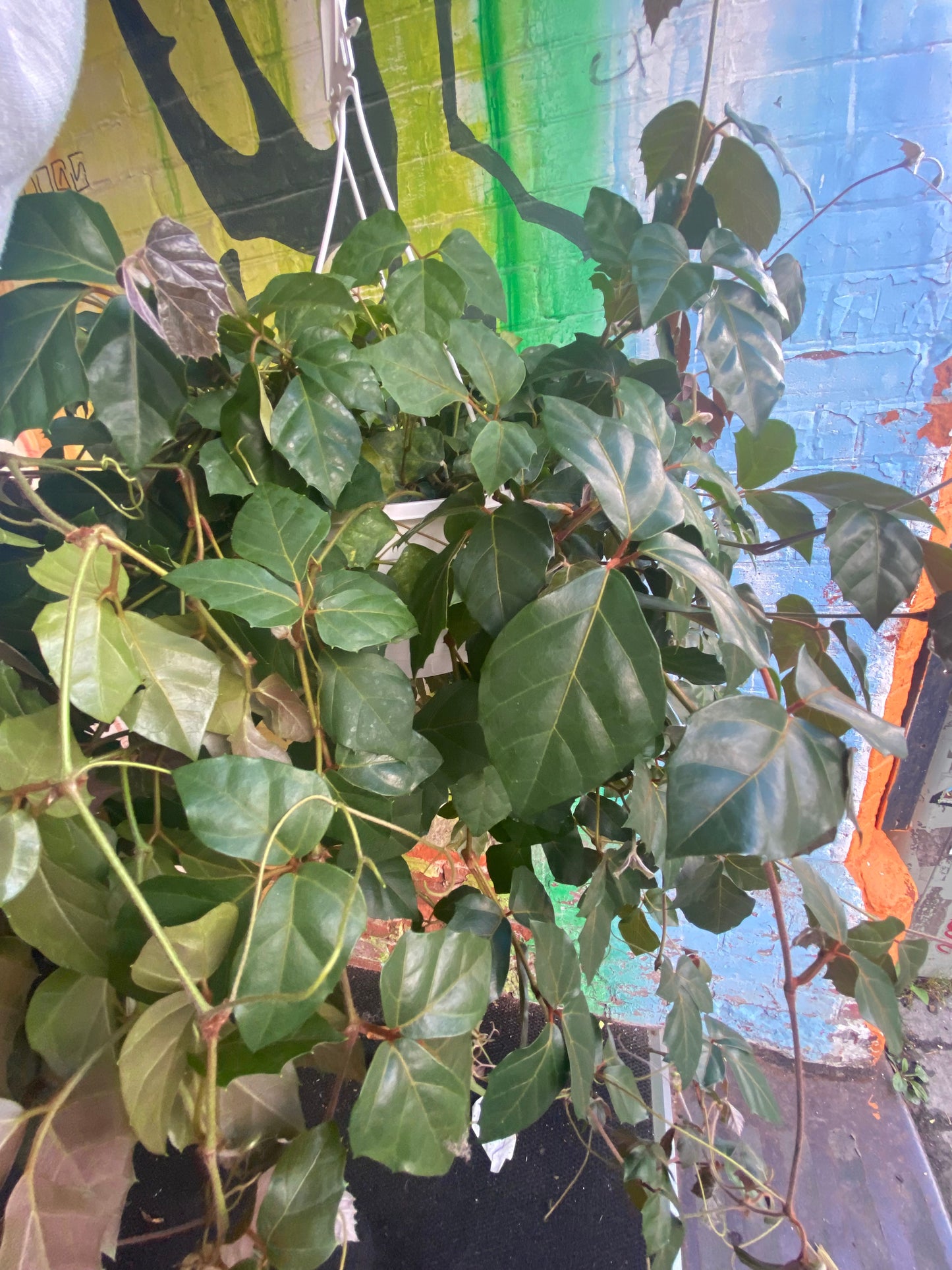 8” Grape Ivy hanging basket