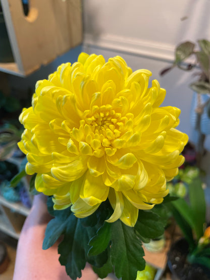 4" King's Pleasure Chrysanthemum