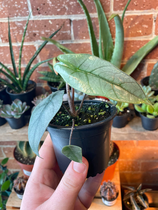 3.5" Alocasia Metallic Blue