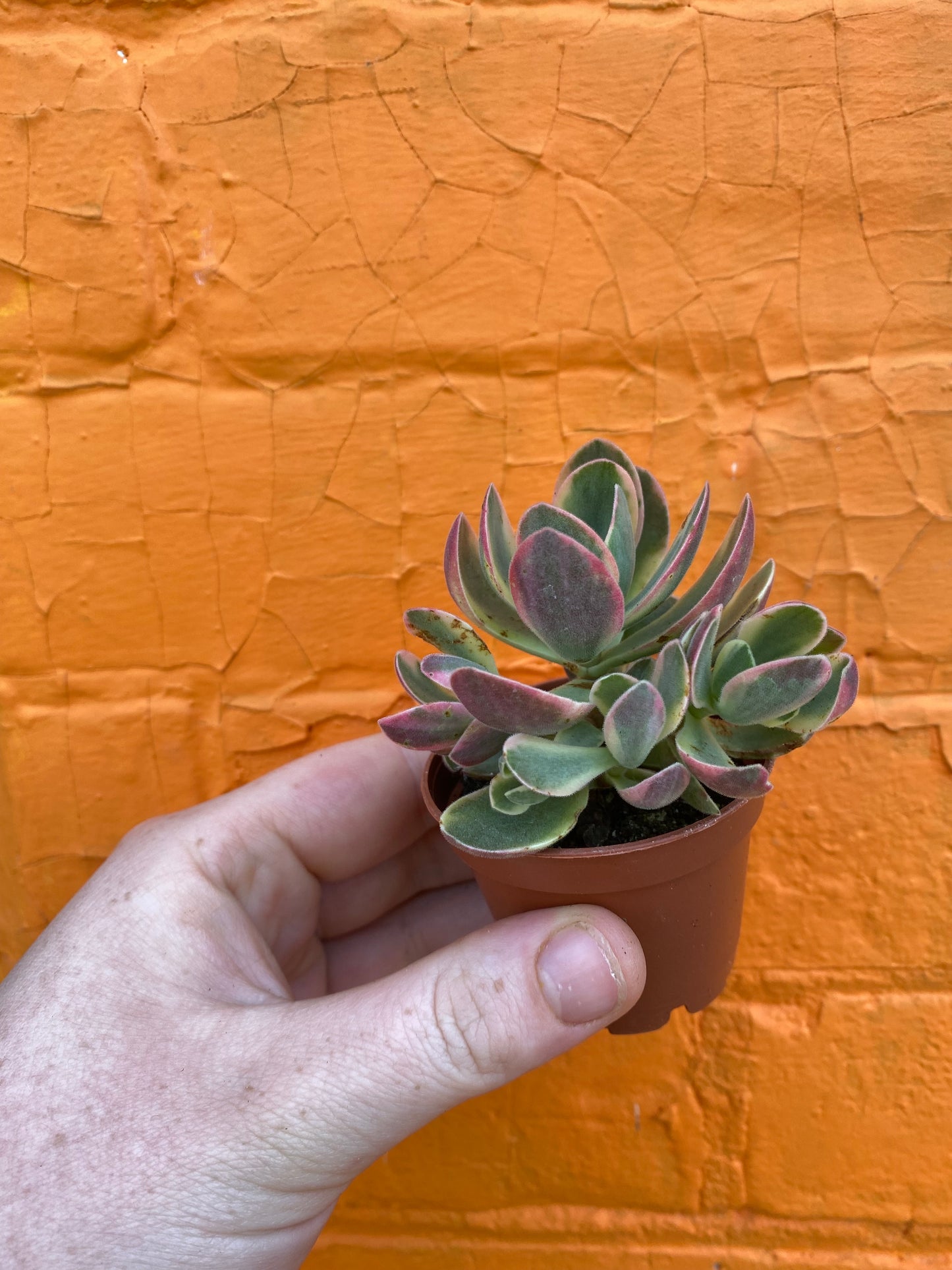 2.5" Crassula Swaziensis Variegata