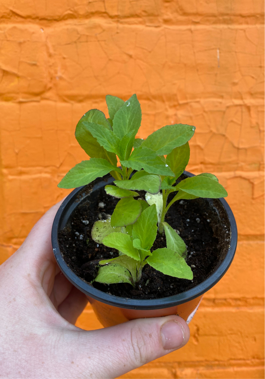 4" Great Blue Lobelia | Lobelia siphilitica