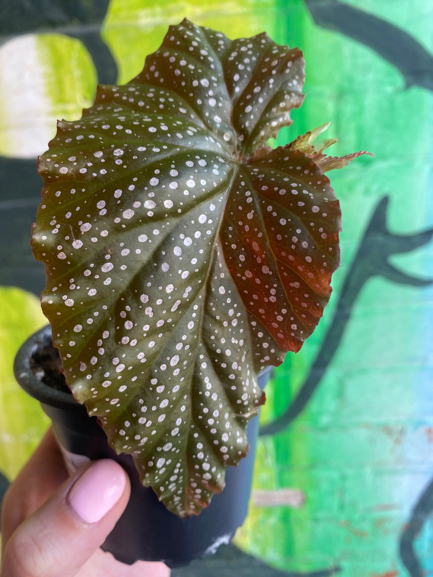 3.5" Begonia leucerna Small